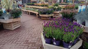 plants